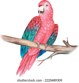 Red parrot on a branch. Ara chloroptera. Watercolor vector illustration.