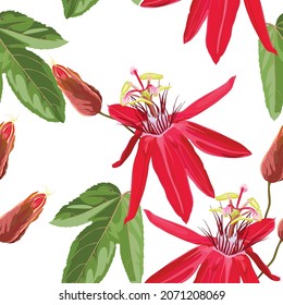 Flor de la pasión roja patrón sin fisuras, brotes y hojas sobre fondo blanco. Floreciente floral para papel de pared, tarjeta de saludo, diseño web, cupón, folletos y banners de diseño. 