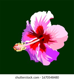 Red pattern on pink petals of Hibiscus blossom isolated on green background, Graphics and vectors of Tropical flower is blooming with reveal yellow and red pollen