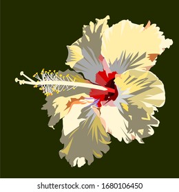 Red pattern on white petals of Hibiscus blossom isolated on green background , Tropical flower is blooming and reveal yellow pollen