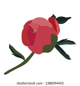 Red peony bud graphics vector isolated on white floral illustration