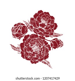 red peony flowers on white background