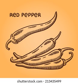 Red Pepper. Chilly. Natural spices. Compilation of vector sketches. Kitchen herbs and spice. Vintage style. Hand drawn.