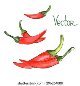 red pepper watercolor vector isolated on white