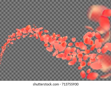 Red petals flying wave. A lot of falling petals on transparent background. 