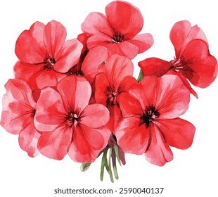 Red Phlox Flowers Watercolor  vector illustration