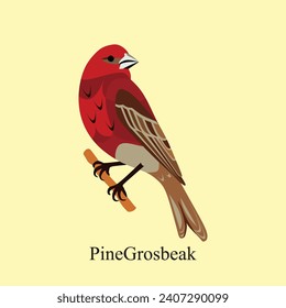 Red Pine Grosbeak Perched Detailed Vector