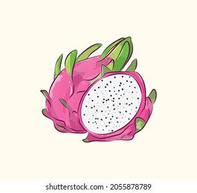Red pink dragon fruit with sliced pitaya in flat art realistic illustration design