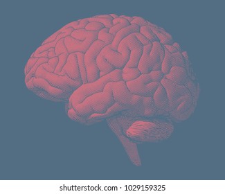 Red pink engraving brain illustration in side view isolated on blue background