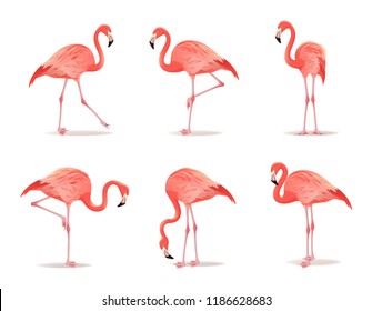 Red and pink flamingo set vector illustration. Can be used as pattern or fashion print on fabric. Cool exotic bird in different poses decorative design elements collection. Flamingo Isolated on white