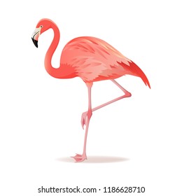 Red and pink flamingo vector illustration. Can be used for fashion print. Cool exotic bird standing, decorative design elements collection. Flamingo Isolated on white background