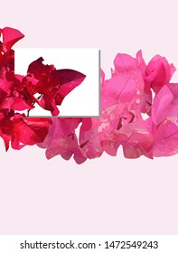 red and pink flower designs, for wedding invitation cards, and beautiful flower covers