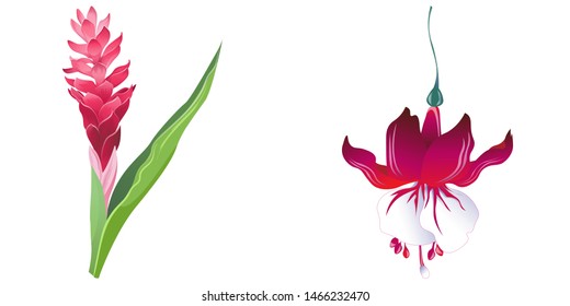 Red and Pink Ginger. Red Fuchsia. Vector illustration. Isolated illustration element. Floral botanical flower. Wild leaf wildflower isolated. Exotic tropical hawaiian jungle.