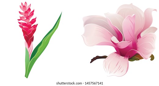 Red and Pink Ginger. Pink Magnolia. Vector illustration. 