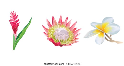 Red and Pink Ginger. Pink Protea. White Plumeria. Vector illustration. 