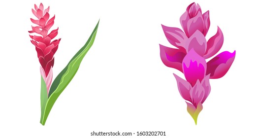 Red and Pink Ginger. Vector illustration. Isolated illustration element. Floral botanical flower. Wild leaf wildflower isolated. Exotic tropical hawaiian jungle.