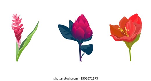 Red and Pink Ginger. Red Vriesea. Red Amaryllis. Vector illustration. Isolated illustration element. Floral botanical flower. Wild leaf wildflower isolated. Exotic tropical hawaiian jungle.