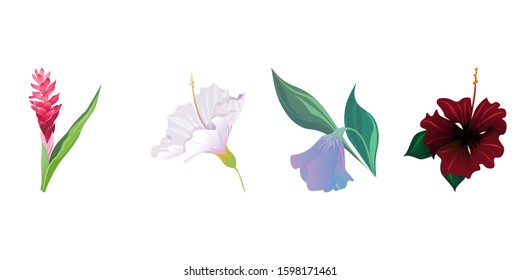 Red and Pink Ginger. White Hibiscus. Purple Bllflower. Red Rose Mallow. Vector illustration. Isolated illustration element. Floral botanical flower. Wild leaf wildflower isolated. Exotic tropical.