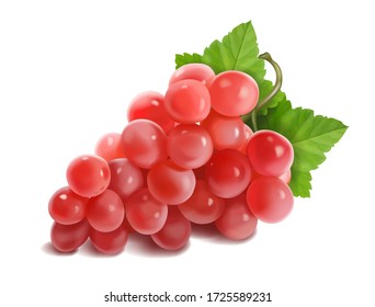 Red or pink grapes banch. Vector realistic illustration.