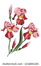 Red, pink  Iris Flowers Isolated on White Background. Vector illustration
