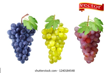 Red, Pink Muscatel and white table grapes, wine grapes. Fresh fruit, 3d vector icon set. Cluster of grapes red and white 3d vector set for design. Bunch of grapes ripe, juicy, high detail vector
