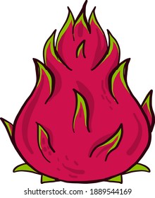 Pitaya roja , ilustración, vector sobre fondo blanco
