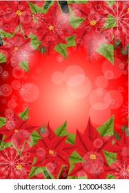 Red Poinsettia