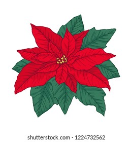 Red poinsettia for christmas. Isolated flower on white background.