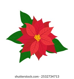 Flor roja de la flor de la flor de la flor de nochebuena con las hojas verdes como decoración de la planta de las Navidades aislada en el fondo blanco.