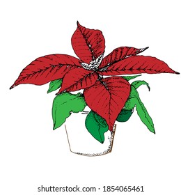 Red poinsettia plant in pot. Isolated flower on white background.