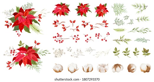 Red poinsettia vector Christmas flowers  Winter plants  floral elements illustration Watercolor concept  Traditional Xmas Set green leaves   red petals  holly berry  pine branches  cotton flowers
