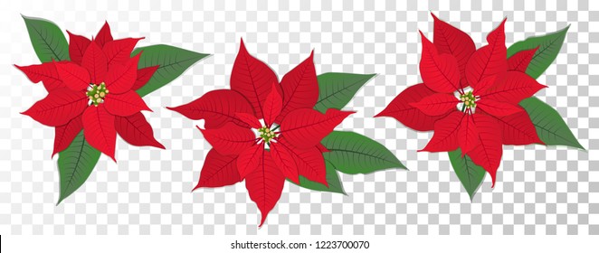 赤いポインセチアのベクター画像花セット クリスマスのシンボルイラスト 透明な背景にプルチェリマの花 緑の葉と赤い花弁を持つ伝統的なクリスマス ポインセチアの花 のベクター画像素材 ロイヤリティフリー