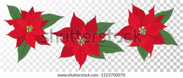 赤いポインセチアのベクター画像花セット クリスマスのシンボルイラスト 透明な背景にプルチェリマの花 緑の葉と赤い花弁を持つ伝統的なクリスマス ポインセチアの花 のベクター画像素材 ロイヤリティフリー 1223700070