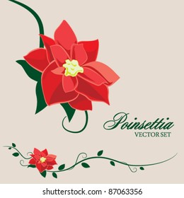 Red Poinsettia and Vines for Winter Holidays, Christmas, New Year, Winter Wedding - Vector Set