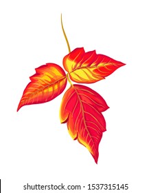 Red Poison Ivy Leaf. Vector Botanical Autumn Illustration