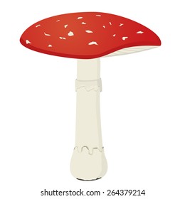Red poison mushroom (Amanita muscaria) isolated on white background, vector illustration 