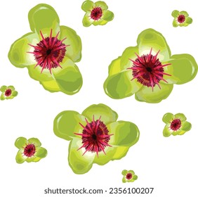 red pollen and green flower of Simpoh (Dillenia suffruticosa, simpoh air) on a white background. Vector illustration. green pattern flowers.