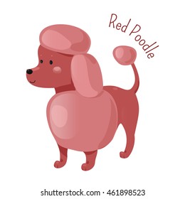 Red poodle isolated on white background. Active, intelligent and elegant dog. Cartoon puppy species. Child fun pattern icon. Vector illustration. Red color