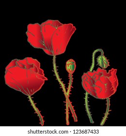 red poppies