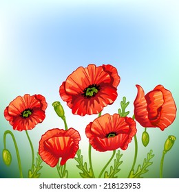 Red poppies