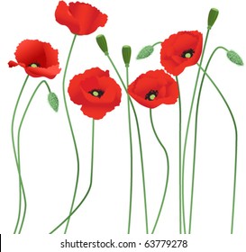 Red poppies