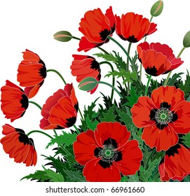 Red poppies