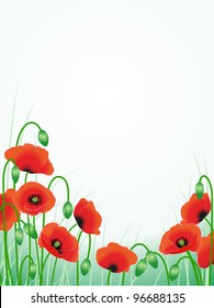 red poppies background