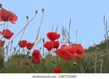 Red poppies are blooming in the field