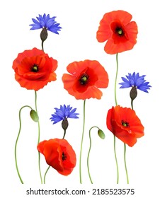 Red Poppies and Blue Cornflowers isolated on white background. 3d Realistic Vector