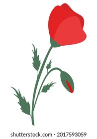 Red poppies Flower and bud. Design element for for Remembrance Day, Anzac Day. Vector illustration Isolated on white background