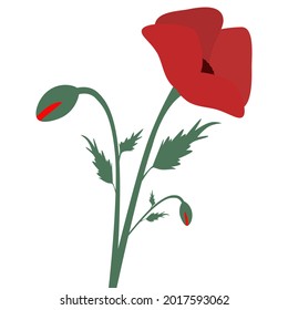 Red poppies Flower and buds. Design element for for Remembrance Day, Anzac Day. Vector illustration Isolated on white background