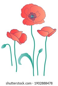 Red poppies flower isolated on white background, vector illustration