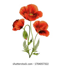 Red poppies flowers with bud f lowering isolated bouquet of wildflowers watercolor vintage vector illustration editable hand drawn 
