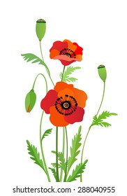 Red poppies. Flowers. Vector illustration. 